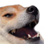 :Memy - Doggo Kek: